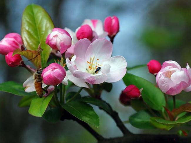 西府海棠 西府海棠