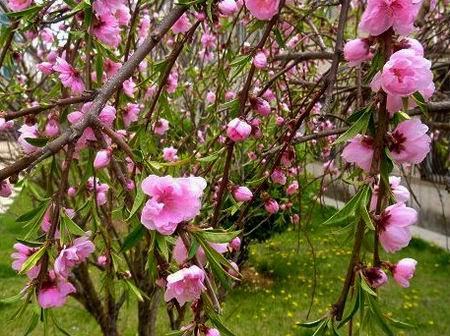 垂枝碧桃圖片 垂枝碧桃圖片