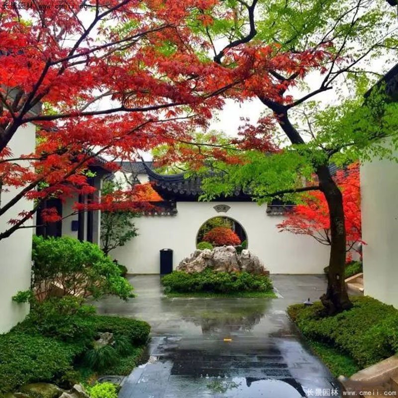 別墅庭院子植物大樹(shù)造型樹(shù)苗木 別墅庭院子植物大樹(shù)造型樹(shù)苗木