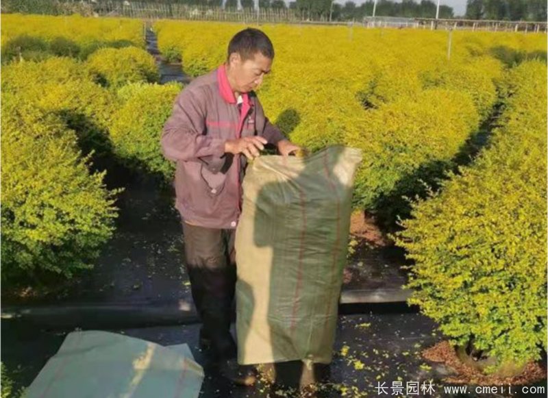 亮晶女貞球 亮晶女貞球