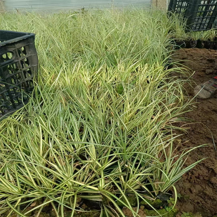 金葉苔草 來自長景園林 金葉苔草 來自長景園林