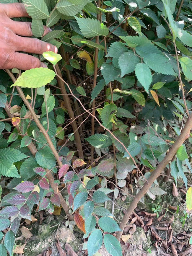 櫸樹是景區綠化中最常用園林植物，觀賞價值極高，經常作為行道樹或者觀賞樹，也可以群植栽種成風景。紅櫸樹抗污染能力十分強悍，不僅樹姿優美，高大雄偉，還可以吸收有害氣體，抗風能力強，不易伏倒。那么，紅櫸樹未來十年前景如何?紅櫸樹種植多久成才?下面我們一起來看看吧!  一、紅櫸樹未來十年前景如何? 1、觀賞 紅櫸樹生長快，樹干通直，樹姿優美，枝葉繁茂，春季開花，秋季葉子會變成紅色，觀賞性極高。 2、綠化 紅櫸樹環境適應能力強，栽植應用廣泛，不僅可以綠化種植，還有不錯的抗污染、抗風能力，可吸收有害氣體，改善空氣質量，植株根深性，可以防風固土，經常用作護林帶樹種和水土保持樹種。 3、經濟 紅櫸樹木材堅硬、有彈性、并且不會縮水，木材紋理清晰有光澤，可以用來制作很多家具和其他器具，經濟價值很高。 4、前景 櫸樹的適應能力強，栽植地區廣泛，發揮的綠化和生態價值比較明顯，經常用作生態綠化樹種栽植在各大場所，產量和需求量都非常大，種植前景不錯。 二、紅櫸樹種植多久成才? 紅櫸樹分布地區廣，目前主要分布在廣東、廣西、貴州、云南、安徽、湖北、湖南等地，南方地區栽植廣泛。紅櫸樹幼苗生長稍慢，種植6—7年后開始轉快，樹體七八十年不衰退，百年大樹仍能正常結實。  三、2020紅櫸市場價格行情 南京市浦口區來云園藝場米徑15公分紅櫸1600元一棵; 江蘇 鎮江句容地之緣苗木基地米徑7公分紅櫸80元一棵; 宿遷宏洲園林綠化工程有限公司地徑2公分紅櫸10元一棵; 江蘇南京南京寶泉苗木苗圃場米徑4公分紅櫸28元一棵; 江蘇宿遷三葉園林植物有限公司米徑12公分紅櫸600元一棵。 以上就是關于紅櫸樹未來十年前景如何和紅櫸樹種植多久成才的相關介紹，不同地區不同規格的紅櫸樹價格不一樣，具體要以當地行情為準。以上是中國花木網提供的紅櫸樹基地最新報價信息，關注花木網可獲得各產地商城實時報價，及時掌握苗木行情，做活苗木生意。