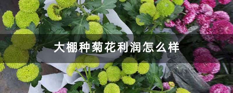 大棚種菊花利潤怎么樣