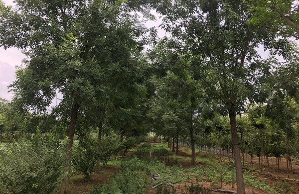 苗木基地實(shí)拍 苗木基地實(shí)拍