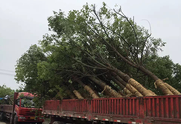 苗木運(yùn)輸 苗木運(yùn)輸
