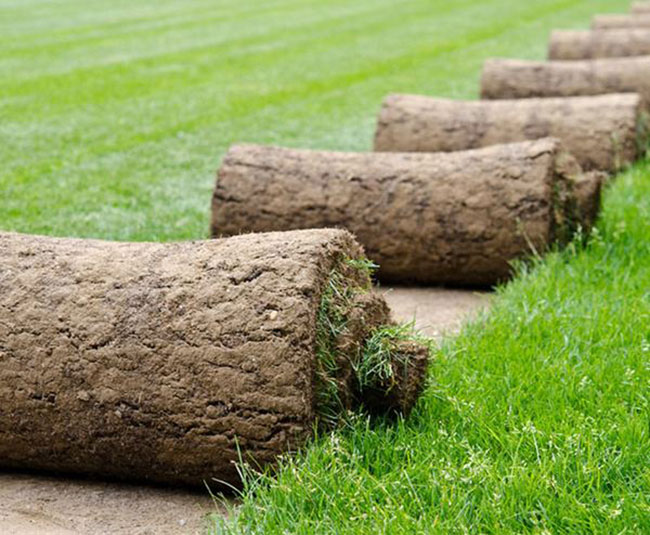 矮生百慕大和果嶺草哪個(gè)好?百慕大與果嶺草區(qū)別