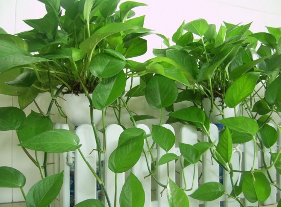 超好養活的綠蘿