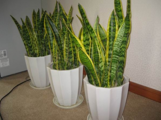 超好養活的虎皮蘭